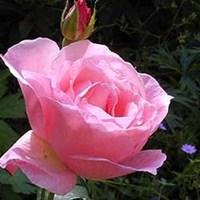Hybrid Tea Rose Sabina 3 Plants Bare Root