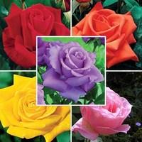 hybrid tea roses scented collection 5 plants bare root