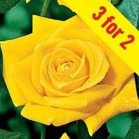 hybrid tea rose sunsilk 3 plants bare root