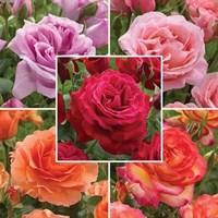 Hybrid Tea Roses Scented Collection 5 Plants Bare Root