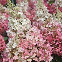 Hydrangea paniculata \'Pinky Winky\' (Large Plant) - 1 plant in 3.5 litre pot