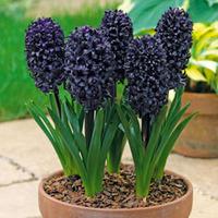 Hyacinth \'Midnight Mystic\'® - 8 hyacinth bulbs