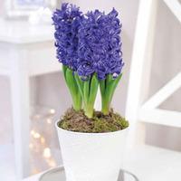 Hyacinth \'Blue Pearl\' - 3 hyacinth bulbs in 12cm pot with cachepot