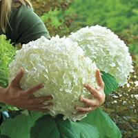 Hydrangea arborescens \'Incrediball\' - 2 hydrangea plants in 14cm pots