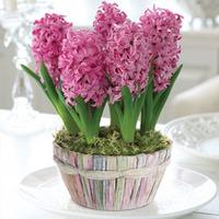 Hyacinth \'Pink Pearl\' Basket - 1 x Scented Hyacinth \'Pink Pearl\' Basket