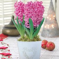 Hyacinth \'Pink Pearl\' - 3 hyacinth bulbs in 12cm pot with cachepot