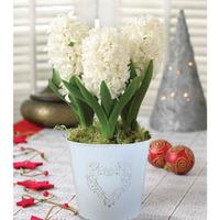 Hyacinth \'White Pearl\' in Pot - Christmas Gift - 1 x Hyacinth \'White Pearl\' in Pot