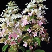 Hydrangea paniculata Confetti PVR 3 x 9cm Plants