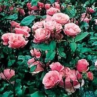 Hybrid Tea Rose Queen Elizabeth 3 Plants 3 Litre