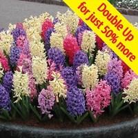 Hyacinth 20 Bulbs