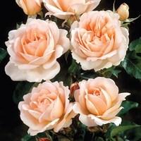 Hybrid Tea Rose Clair Renaissance® Poulsyng (N) 1x3 Litre Pot