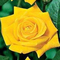 Hybrid Tea Rose Sunsilk 2 Plants x 3 Litre