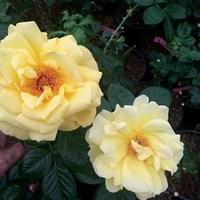 Hybrid Tea Rose Message 3 Plant 3 Litre