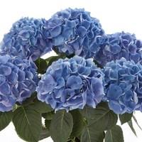 Hydrangea Saxon Rathen 1 Plant 3 litre