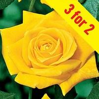 hybrid tea rose sunsilk 3 plants 3 litre