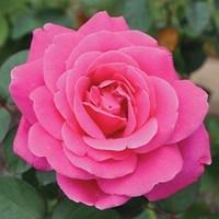 Hybrid Tea Rose Pink Peace 3 Plants 3 Litre Pot