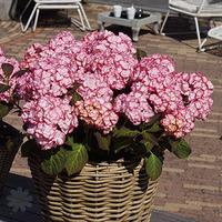 Hydrangea \'Miss Saori\' plant in 9cm pot