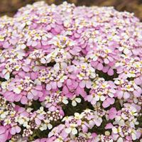 Iberis \'Pink Ice\' - 1 iberis plant in 7cm pot