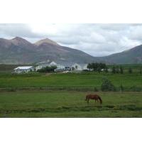 Icelandic Horse Riding