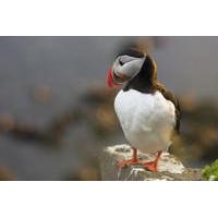 Iceland Super Saver: Puffin Cruise plus Whale-Watching Tour from Reykjavik