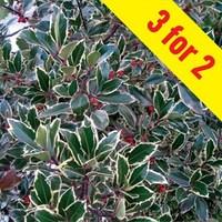 Ilex altaclerensis Golden King (Holly) 3 Plants 9cm Pot