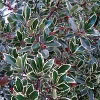 ilex altaclerensis golden king holly 1 plant 9cm pot