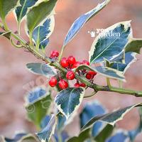 Ilex \'Golden King\' 1L