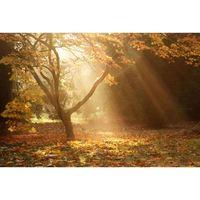 Image Seen: Westonbirt Autumn Colours - Friday 27th October 2017