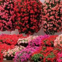 Impatiens Summer Waterfall 280 Plants (3rd Delivery Period)