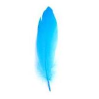 impex goose craft feathers 19cm turquoise