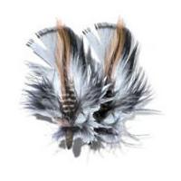 Impex Short Plume Craft Feathers Natural Colours