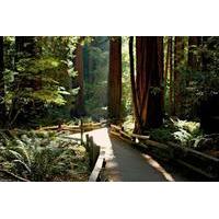 Incredible Adventures - Muir Woods and Sonoma Wine and Beer Day Tour