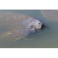 indian river manatee kayaking tour