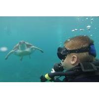 Introduction to Scuba Diving in Tenerife