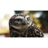 Introduction to Birds of Prey in Herefordshire