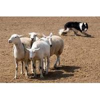 Introduction to Sheep Dog Handling for Two