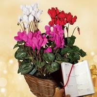 Indoor Cyclamen Plant plus Diary