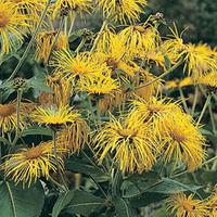 Inula orientalis (Large Plant) - 1 x 1 litre potted inula plant