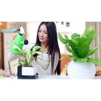 Interior Plant Care Online Diploma