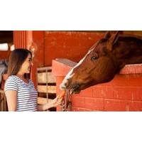 Introduction to Equine Assisted Psychotherapy Online Course