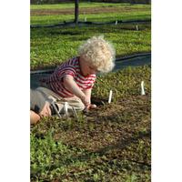 instant childrens vegetable garden