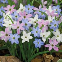 Ipheion Mixed - 50 ipheion bulbs