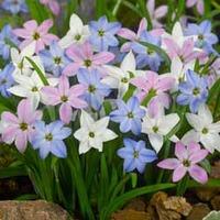 Ipheion \'Mixed\' - 25 ipheion bulbs