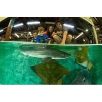 irukandji shark and ray aquarium entry ticket with optional shark expe ...