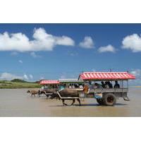 iriomote yubu and taketomi island tour including water buffalo cart ri ...