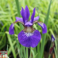 Iris sibirica - 1 x 9cm potted iris plant