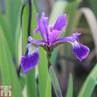 Iris x robusta \'Dark Aura\' - 1 x 3 litre potted iris plant