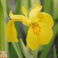 Iris pseudacorus \'Variegata\' (Marginal Aquatic) - 1 x 3 litre potted iris plant