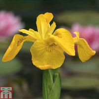 Iris pseudacorus (Marginal Aquatic) - 3 x 9cm potted iris plants