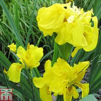 Iris pseudacorus \'Flore Pleno\' (Marginal Aquatic) - 3 x 1 litre potted iris plants
